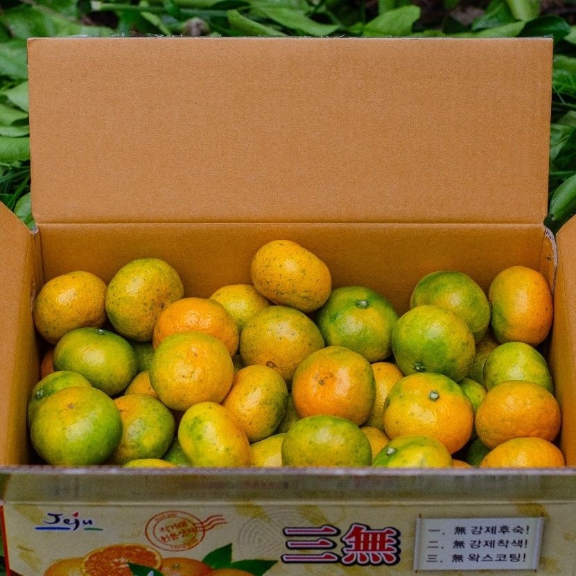 [쿠폰필수] [롯데온] 제주 극조생 노지귤 3kg (6.680원/무료)