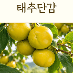 [쿠폰필수] [그립] 태추단감 중대과 2.5kg (18,400원/무료)